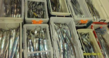 8월23일 여수대박호 백도권씨알좋은갈치 조황입니다.