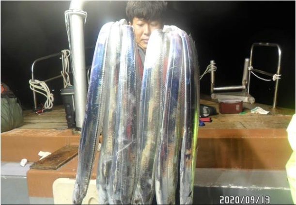 9월14일 여수대박호 백도권씨알좋은갈치 조황입니다.