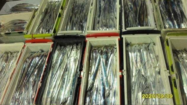 9월 9일 여수대박호 백도권씨알좋은갈치 조황입니다.